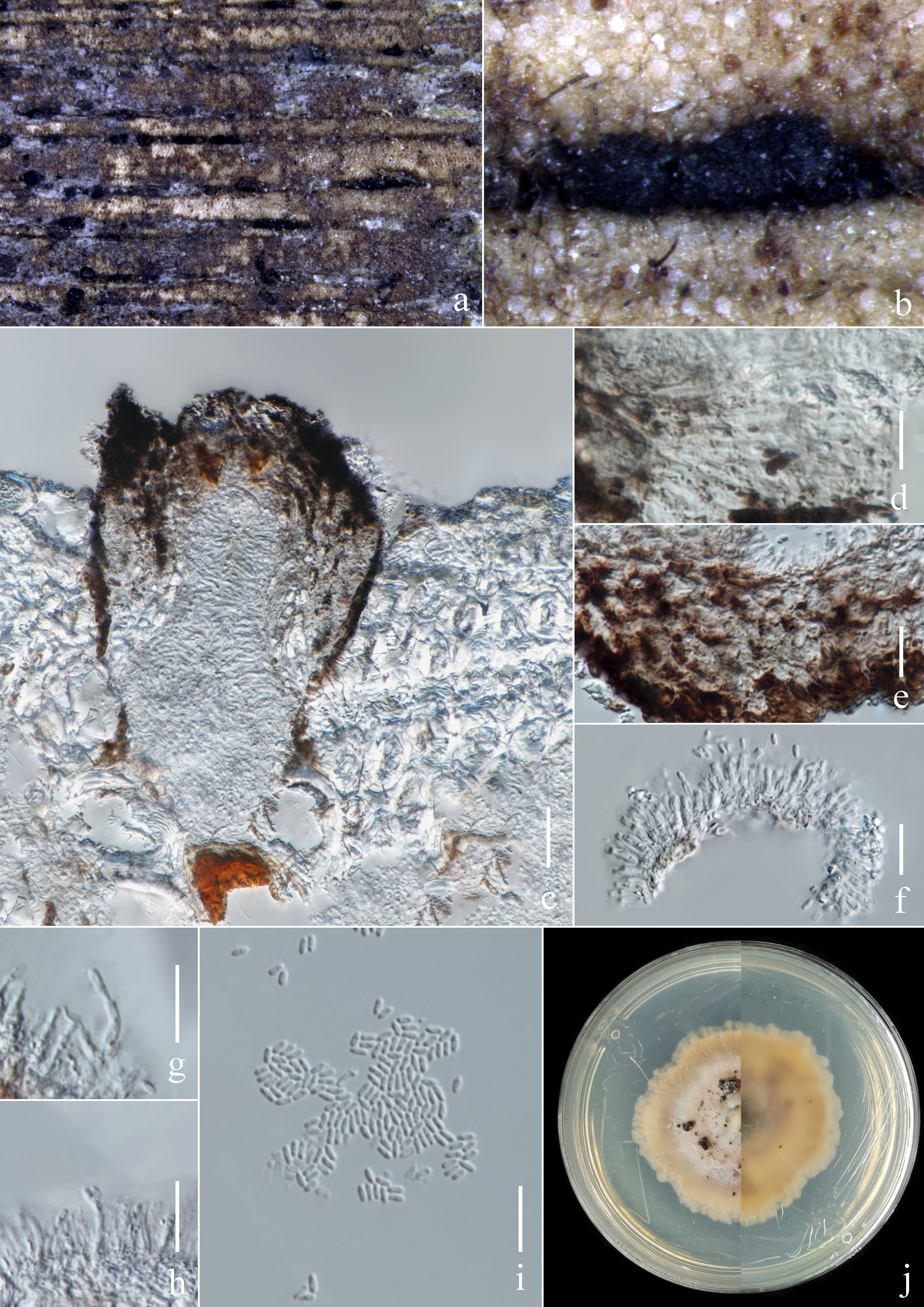 Figure 17